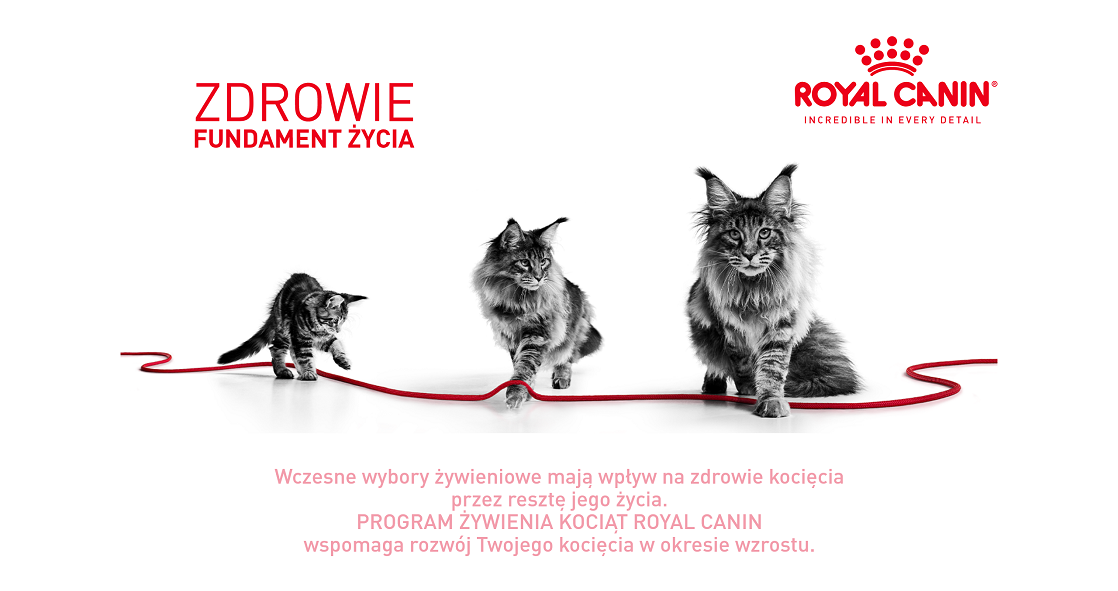 ROYAL CANIN Kitten 10 kg